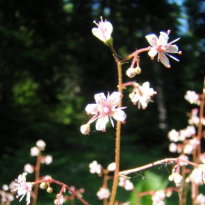 Photographie n°12818 du taxon Saxifraga umbrosa L. [1762]