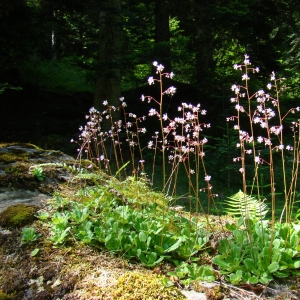 Photographie n°12819 du taxon Saxifraga umbrosa L. [1762]