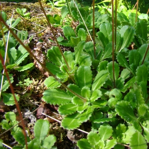 Photographie n°12820 du taxon Saxifraga umbrosa L. [1762]