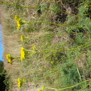 Photographie n°12838 du taxon Senecio adonidifolius Loisel.