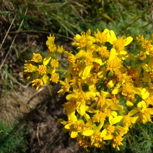 Photographie n°12841 du taxon Senecio adonidifolius Loisel.