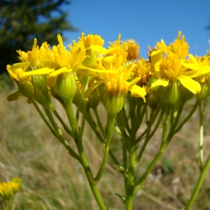 Photographie n°12842 du taxon Senecio adonidifolius Loisel.