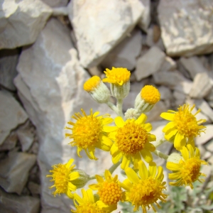 Photographie n°12846 du taxon Senecio cineraria DC. [1838]