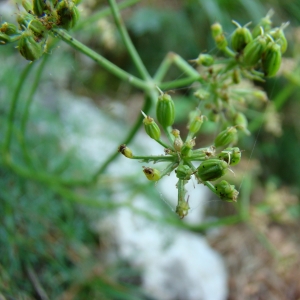 Photographie n°12858 du taxon Seseli montanum L. [1753]