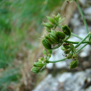 Photographie n°12863 du taxon Seseli montanum L. [1753]