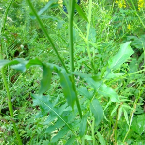 Photographie n°12871 du taxon Sisymbrium austriacum Jacq. [1775]