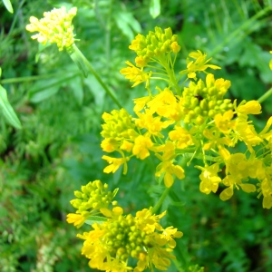 Photographie n°12872 du taxon Sisymbrium austriacum Jacq. [1775]