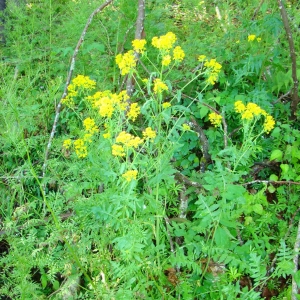 Photographie n°12874 du taxon Sisymbrium austriacum Jacq. [1775]