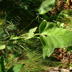 Photographie n°12877 du taxon Stachys alopecuros subsp. godronii (Rouy) Merxm. [1952]