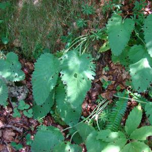 Photographie n°12882 du taxon Stachys alopecuros subsp. godronii (Rouy) Merxm. [1952]