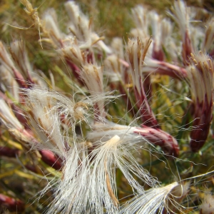 Photographie n°12889 du taxon Staehelina dubia L. [1753]