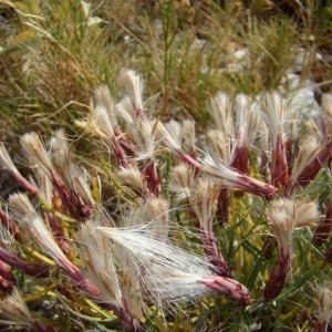 Photographie n°12890 du taxon Staehelina dubia L. [1753]