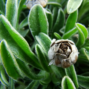 Photographie n°13024 du taxon Pallenis maritima (L.) Greuter [1997]