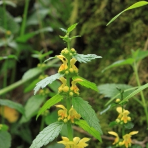 Photographie n°13076 du taxon Lamium galeobdolon (L.) L.