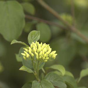 Photographie n°13100 du taxon Cornus sanguinea L.