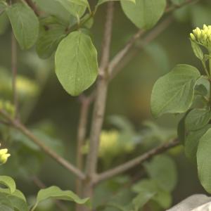 Photographie n°13101 du taxon Cornus sanguinea L.