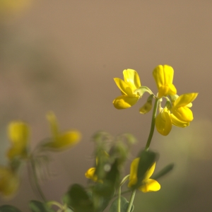 Photographie n°13104 du taxon Coronilla glauca L. [1755]