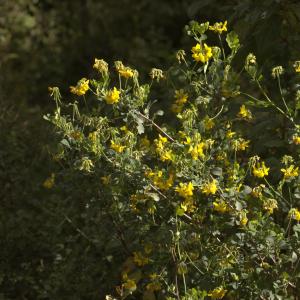 Photographie n°13107 du taxon Coronilla glauca L. [1755]