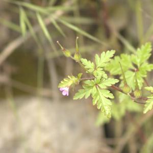 Photographie n°13108 du taxon Geranium purpureum Vill. [1786]