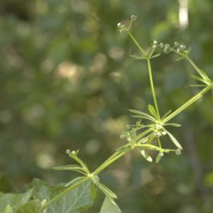 Photographie n°13110 du taxon Galium aparine L. [1753]