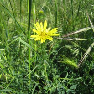  - Tragopogon dubius subsp. dubius