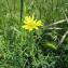  Thomas BATHIARD - Tragopogon dubius subsp. dubius