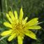  Thomas BATHIARD - Tragopogon dubius subsp. dubius