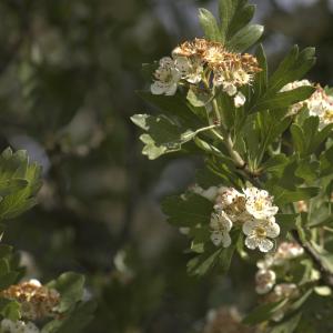 Photographie n°13118 du taxon Crataegus L. [1753]