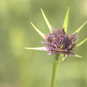 Photographie n°13132 du taxon Tragopogon porrifolius L. [1753]