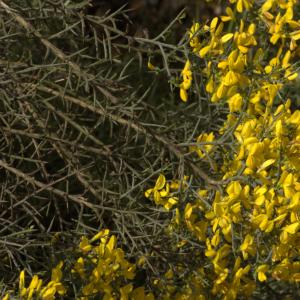 Photographie n°13137 du taxon Genista scorpius (L.) DC. [1805]