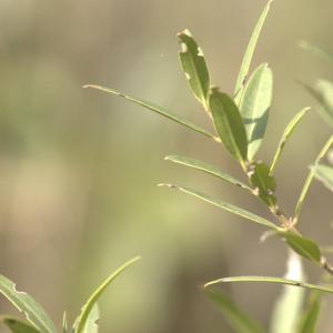 Photographie n°13141 du taxon Phillyrea angustifolia L. [1753]