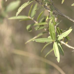 Photographie n°13142 du taxon Phillyrea angustifolia L. [1753]