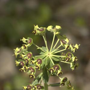 Photographie n°13146 du taxon Euphorbia characias L. [1753]