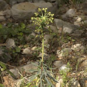Photographie n°13147 du taxon Euphorbia characias L.