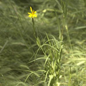 Photographie n°13153 du taxon Tragopogon pratensis L. [1753]