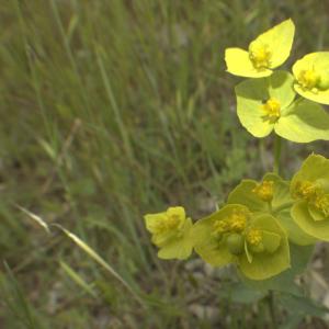 Photographie n°13201 du taxon Euphorbia serrata L. [1753]