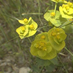 Photographie n°13202 du taxon Euphorbia serrata L. [1753]