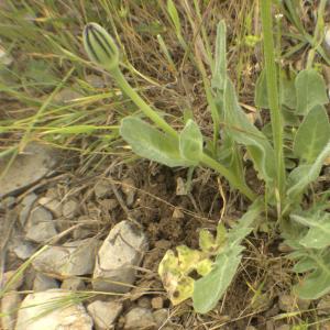 Photographie n°13212 du taxon Urospermum dalechampii (L.) Scop. ex F.W.Schmidt [1795]