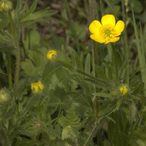 Photographie n°13228 du taxon Ranunculus bulbosus L. [1753]