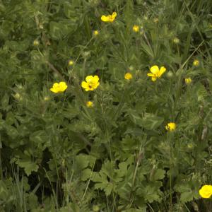 Photographie n°13229 du taxon Ranunculus bulbosus L. [1753]