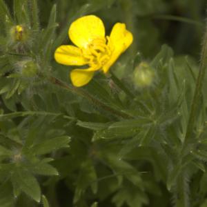 Photographie n°13230 du taxon Ranunculus bulbosus L. [1753]