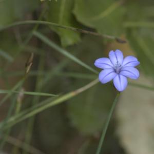 Photographie n°13248 du taxon Aphyllanthes monspeliensis L. [1753]