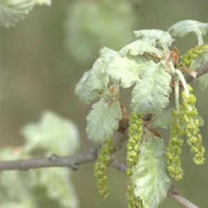 Photographie n°13252 du taxon Quercus pubescens Willd. [1805]