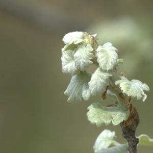 Photographie n°13253 du taxon Quercus pubescens Willd. [1805]