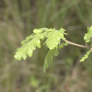 Photographie n°13255 du taxon Quercus pubescens Willd. [1805]