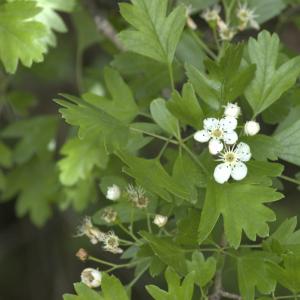 Photographie n°13261 du taxon Crataegus monogyna Jacq. [1775]