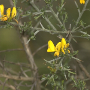 Photographie n°13274 du taxon Genista scorpius (L.) DC. [1805]