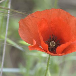 Photographie n°13281 du taxon Papaver rhoeas L.