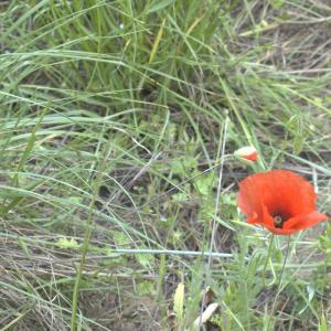 Photographie n°13282 du taxon Papaver rhoeas L.