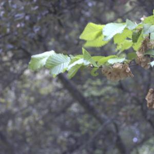 Photographie n°13289 du taxon Ulmus suberosa Moench [1785]